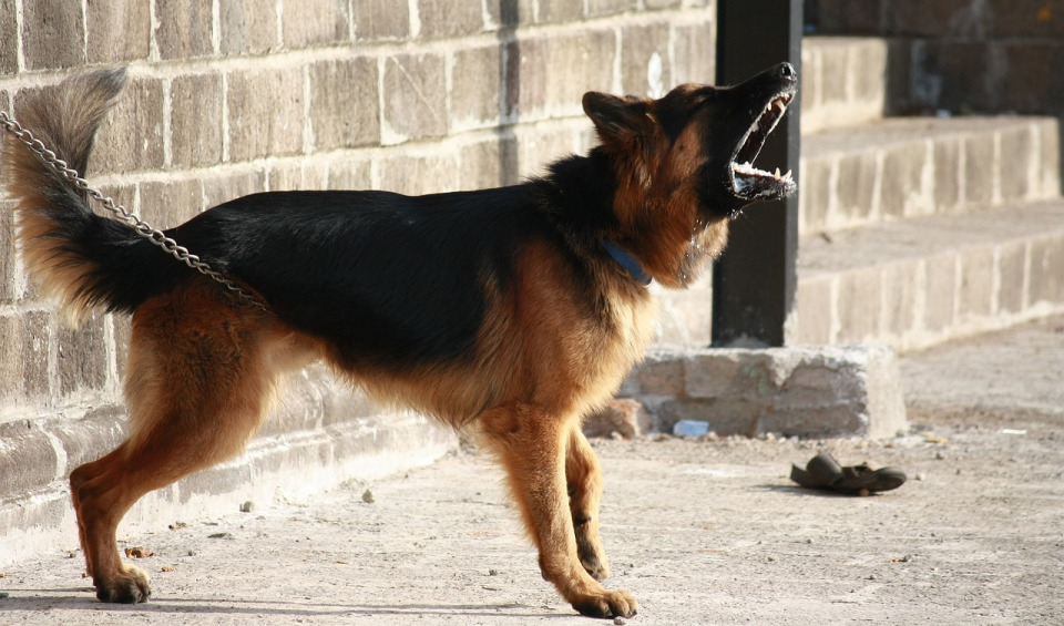 k9 security dog handler unit